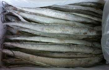 帶魚價格_供應(yīng)連云港 帶魚_廣東廣州市帶魚生產(chǎn)供應(yīng)商_冷凍粗加工水產(chǎn)品盡在搜了網(wǎng)